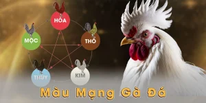 Màu mạng gà đá