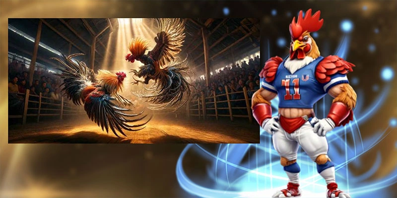 Tìm hiểu diễn biến của trận đá gà 24 tỷ Tìm hiểu diễn biến của trận đá gà 24 tỷ