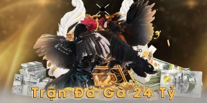 Trận đá gà 24 tỷ