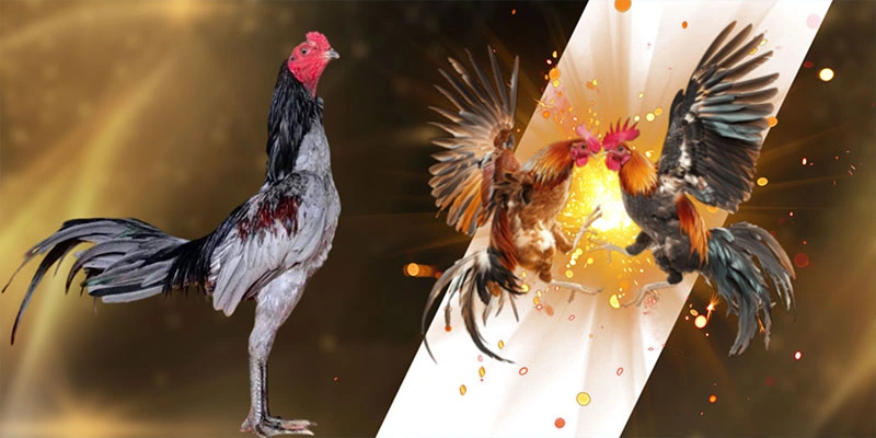 Khái quất về thuật ngữ xem tướng gà chọi Khái quất về thuật ngữ xem tướng gà chọi