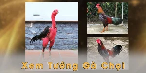 Xem tướng gà chọi