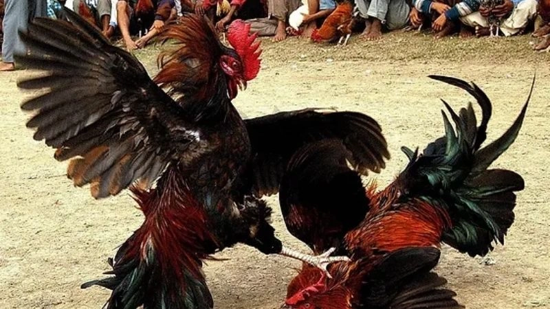 Đá gà Campuchia, lịch sử hình thành và phát triển Đá gà Campuchia, lịch sử hình thành và phát triển