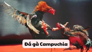 Đá gà Campuchia