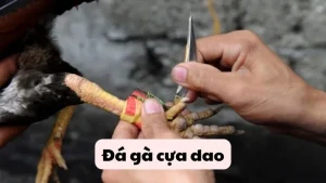 Đá gà cựa dao