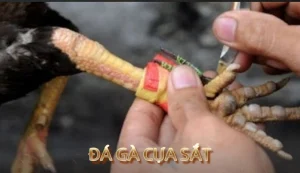 Đá gà cựa sắt